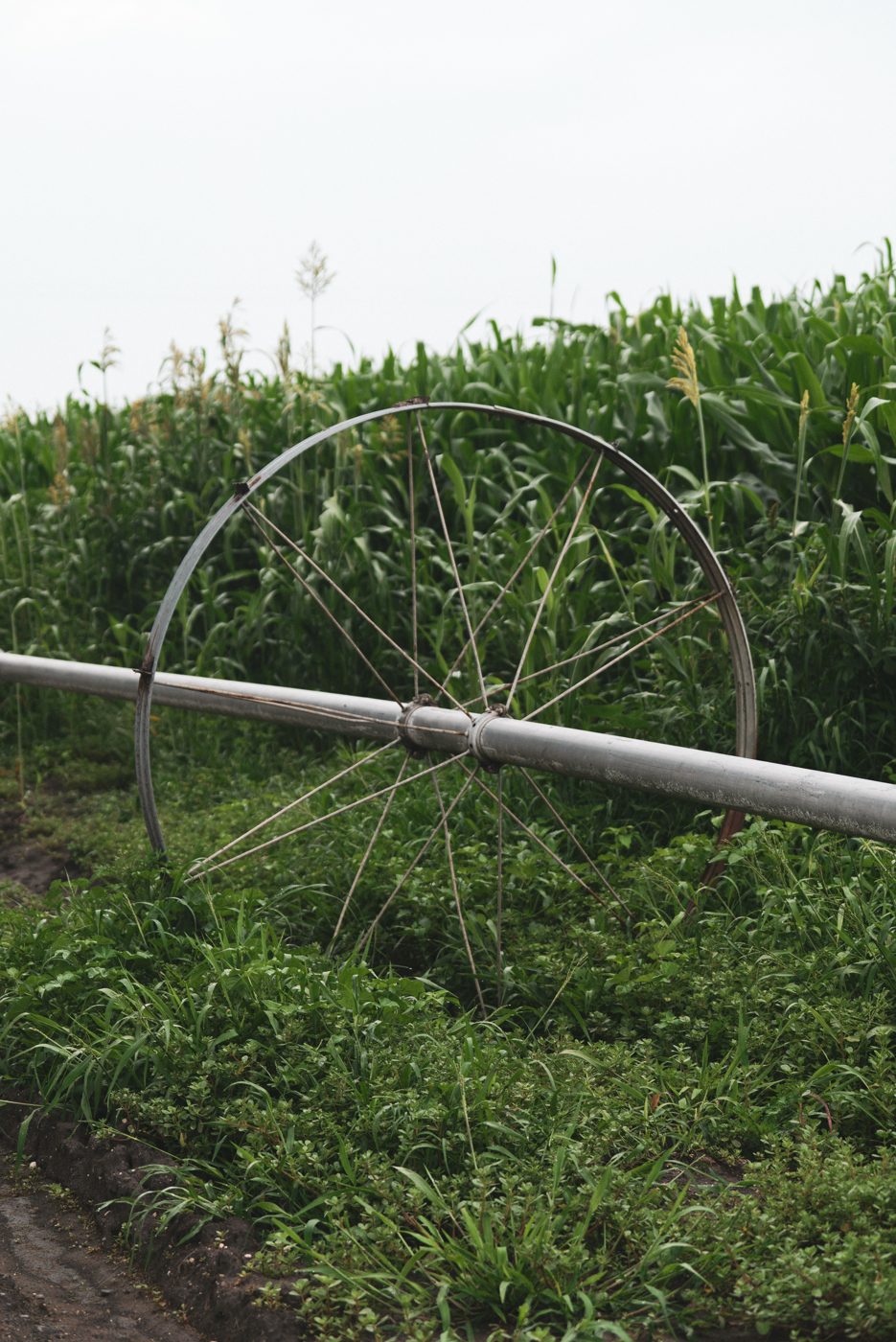A wheel sprinkler system delivers water to crops.